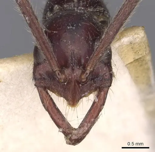 Leptogenys camerunensis specimen CASENT0907339 image casent0907339_2