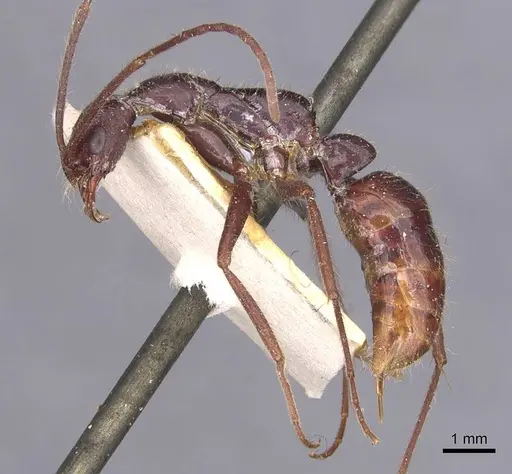 Leptogenys camerunensis specimen CASENT0907339 image casent0907339_3
