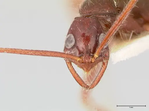 Leptogenys camerunensis specimen FOCOL1023 image focol1023_2