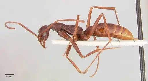 Leptogenys camerunensis specimen FOCOL1023 image focol1023_4