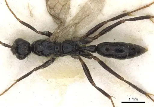 Leptogenys carinata specimen CASENT0902615 image casent0902615_2