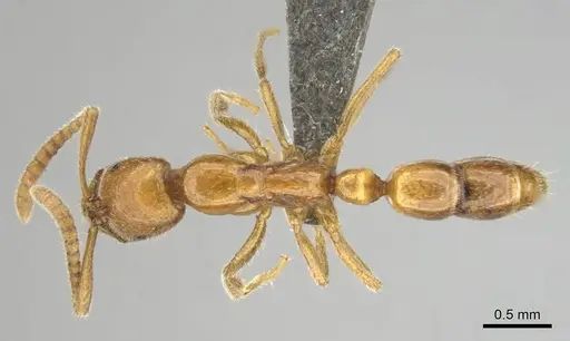 Leptogenys castanea specimen CASENT0256799 image casent0256799_1