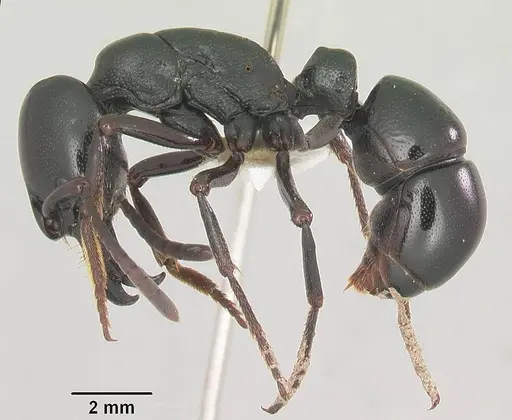 Leptogenys castanea specimen SAM-HYM-C006309A image sam-hym-c006309a_1