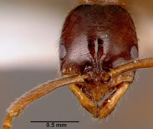 Leptogenys castanea specimen SAM-HYM-C006309A image sam-hym-c006309a_2