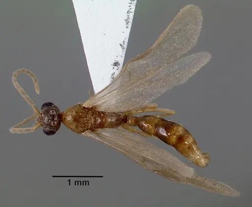 Leptogenys castanea specimen SAM-HYM-C006689A image sam-hym-c006689a_1