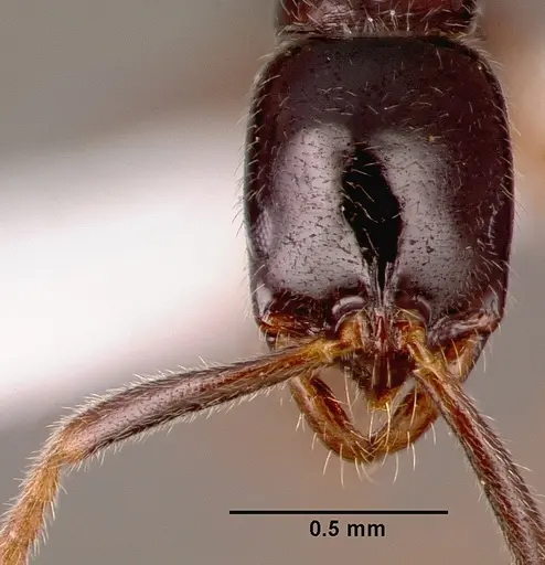 Leptogenys castanea specimen SAM-HYM-C006689B image sam-hym-c006689b_2