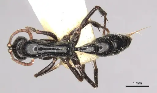 Leptogenys centralis specimen CASENT0281943 image casent0281943_1