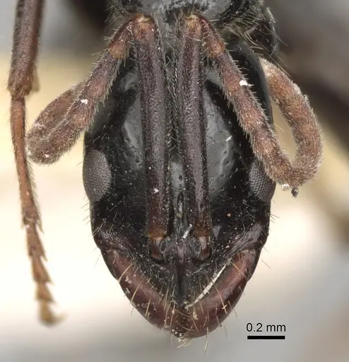 Leptogenys centralis specimen CASENT0281943 image casent0281943_2