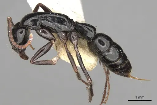 Leptogenys centralis specimen CASENT0281943 image casent0281943_3
