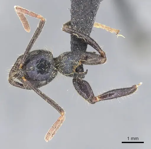 Leptogenys chalybaea specimen CASENT0903954 image casent0903954_1
