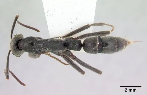 Leptogenys chamela specimen CASENT0178783 image casent0178783_1