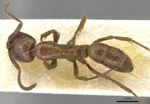 Leptogenys chelifera specimen CASENT0915218 image casent0915218_1