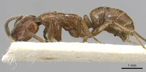 Leptogenys chelifera specimen CASENT0915218 image casent0915218_3