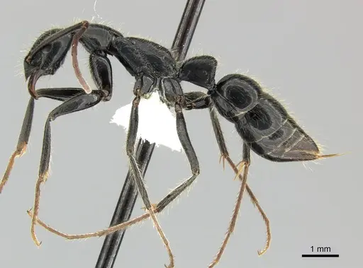 Leptogenys chinensis specimen CASENT0270544 image casent0270544_3