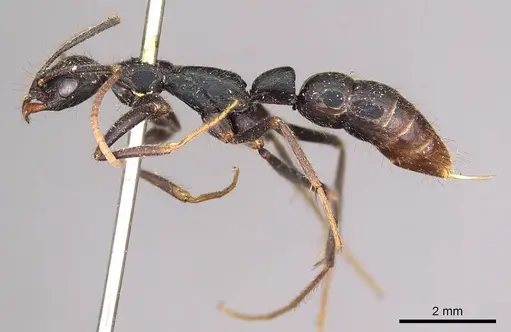 Leptogenys chinensis specimen CASENT0915873 image casent0915873_3