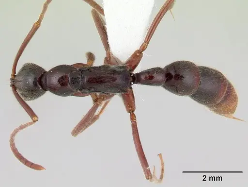 Leptogenys ciliata specimen CASENT0178808 image casent0178808_1