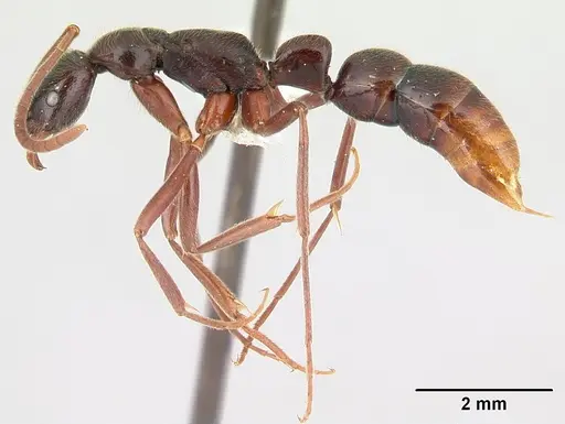 Leptogenys ciliata specimen CASENT0178808 image casent0178808_3