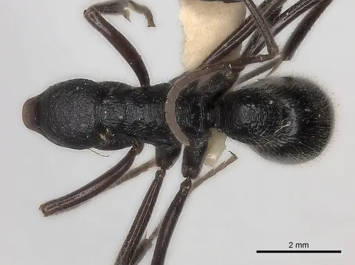 Leptogenys clarki specimen CASENT0217524 image casent0217524_1