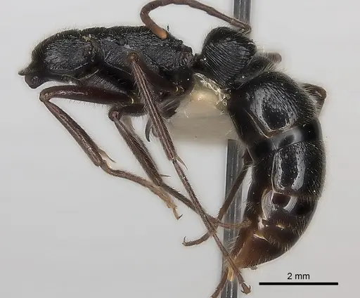 Leptogenys clarki specimen CASENT0217524 image casent0217524_3