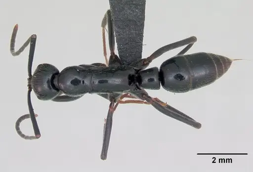 Leptogenys coerulescens specimen CASENT0076558 image casent0076558_1
