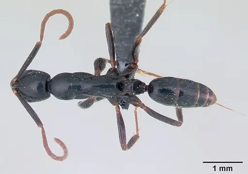 Leptogenys comajojo specimen CASENT0132279 image casent0132279_1