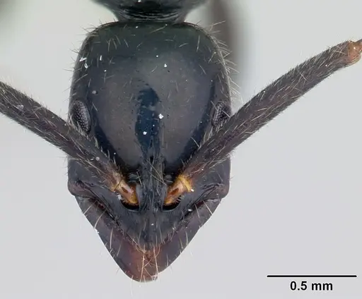 Leptogenys comajojo specimen CASENT0132279 image casent0132279_2