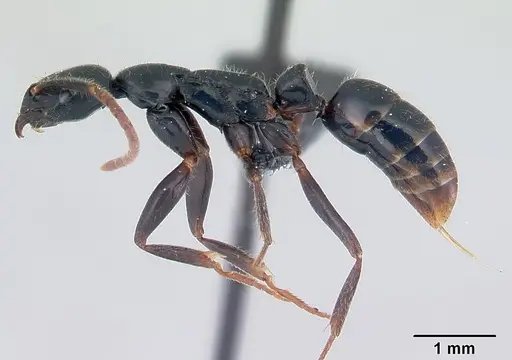 Leptogenys comajojo specimen CASENT0132279 image casent0132279_3
