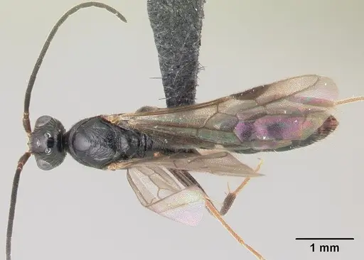 Leptogenys comajojo specimen CASENT0147552 image casent0147552_1