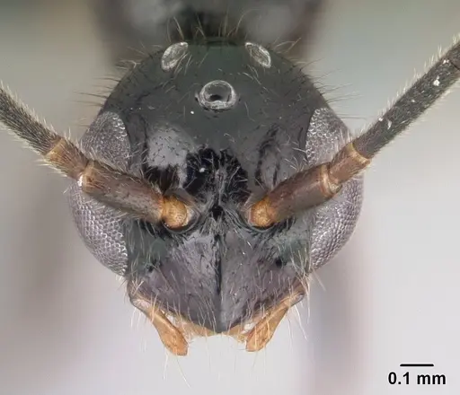 Leptogenys comajojo specimen CASENT0147552 image casent0147552_2
