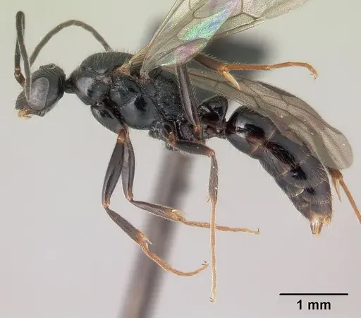 Leptogenys comajojo specimen CASENT0147552 image casent0147552_3