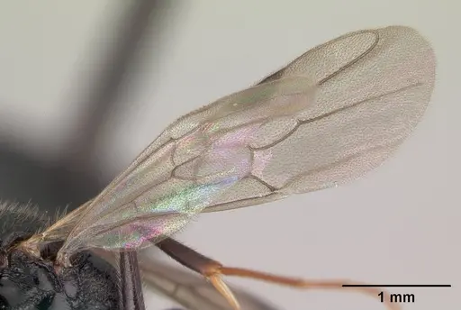 Leptogenys comajojo specimen CASENT0147552 image casent0147552_4