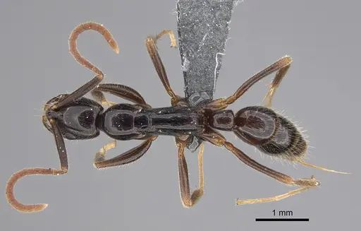 Leptogenys comajojo specimen CASENT0777597 image casent0777597_1