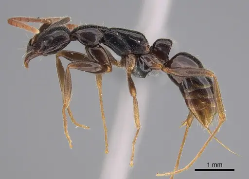 Leptogenys comajojo specimen CASENT0777597 image casent0777597_3