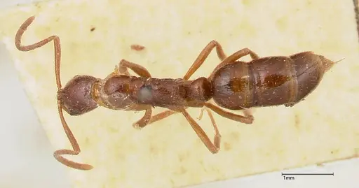 Leptogenys confucii specimen FOCOL0353 image focol0353_1