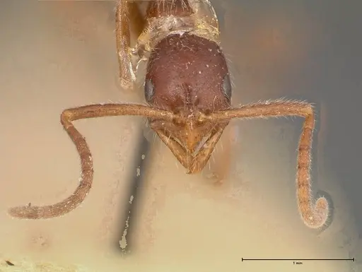 Leptogenys confucii specimen FOCOL0353 image focol0353_2