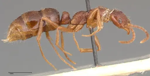 Leptogenys confucii specimen FOCOL0353 image focol0353_4