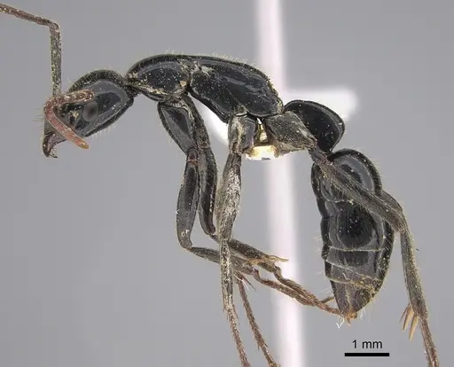 Leptogenys conigera specimen CASENT0887824 image casent0887824_3