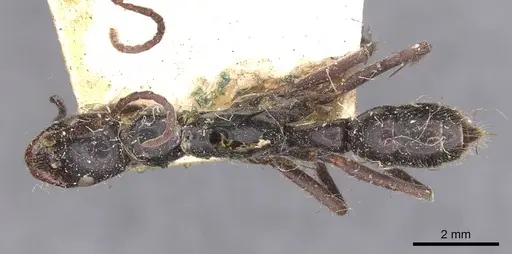 Leptogenys conigera specimen CASENT0907388 image casent0907388_1