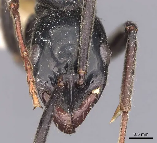 Leptogenys conigera specimen CASENT0907390 image casent0907390_2