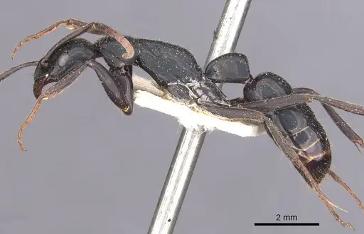 Leptogenys conigera specimen CASENT0907390 image casent0907390_3