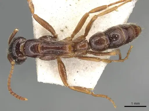 Leptogenys conigera specimen CASENT0915212 image casent0915212_1