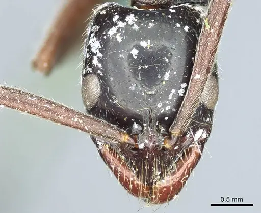 Leptogenys conigera specimen CASENT0915874 image casent0915874_2