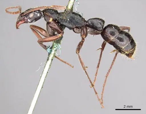 Leptogenys conigera specimen CASENT0915874 image casent0915874_3