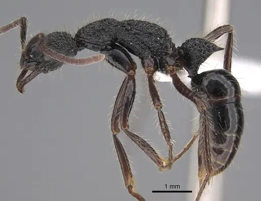Leptogenys conradti specimen CASENT0417217 image casent0417217_1