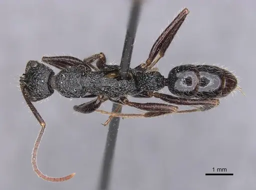 Leptogenys conradti specimen CASENT0907340 image casent0907340_1