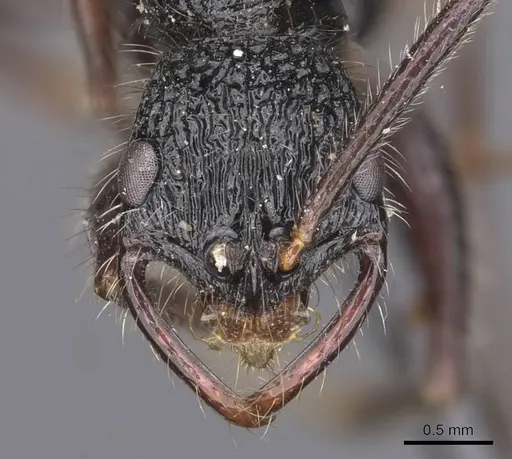Leptogenys conradti specimen CASENT0907340 image casent0907340_2