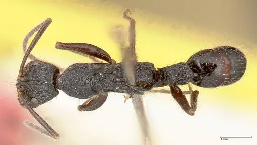 Leptogenys conradti specimen FOCOL0351 image focol0351_1