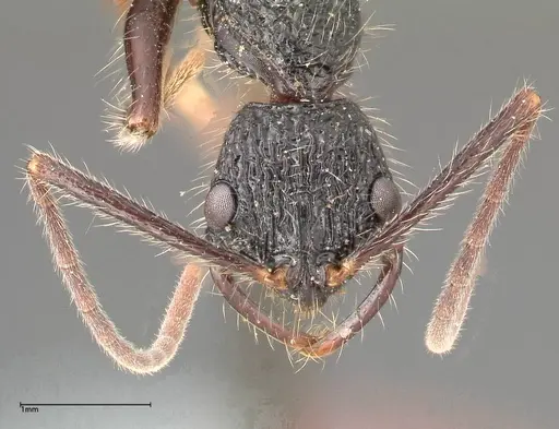 Leptogenys conradti specimen FOCOL0351 image focol0351_2