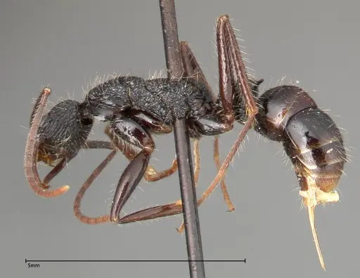 Leptogenys conradti specimen FOCOL0351 image focol0351_3