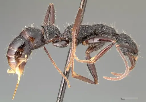 Leptogenys conradti specimen FOCOL0351 image focol0351_4